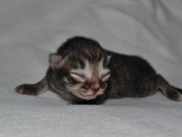 Five days old