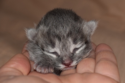 five days old