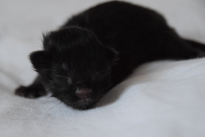 Black female a few hours old siberian kitten