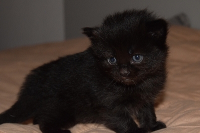 Black female three weeks old siberian kitten
