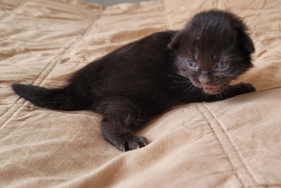 Black female almost two weeks old siberian kitten