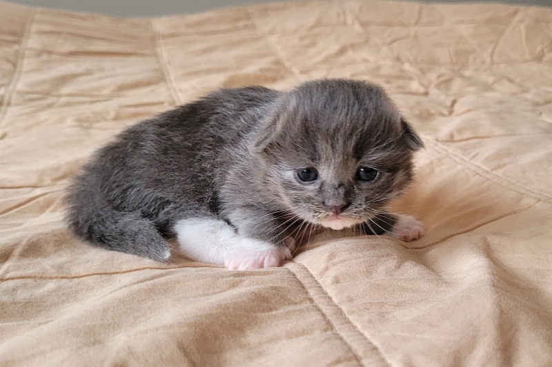 Picasso almost two weeks old siberian kitten