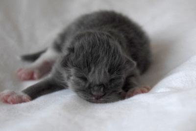 Picasso a few hours old siberian kitten