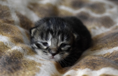 black tabby katertje acht dagen oud siberisch kitte