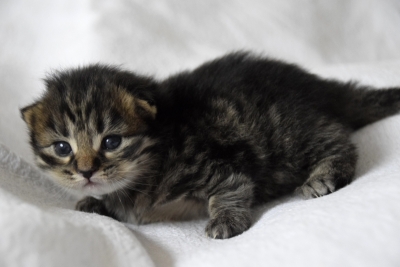 black tabby katertje twee weken oud siberisch kitten
