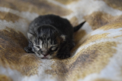 black tabby katertje twee dagen oud siberisch kitten