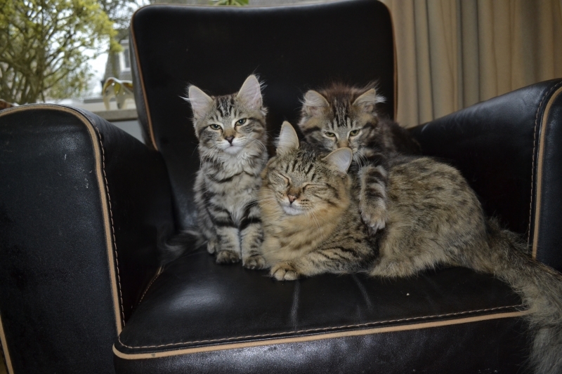 Ul'yana met haar kittens