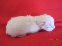 Nusi one day old