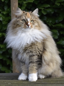 Olivia als twee jaar jonge siberische kat