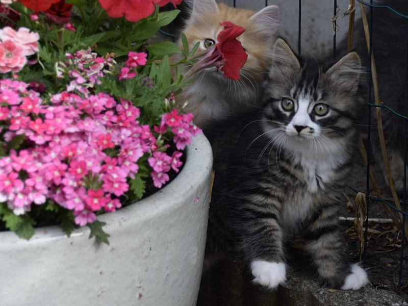 Raisa tien weken oud siberische kitten