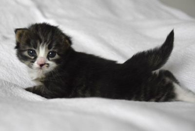 Rasia twee weken oud siberisch kitten