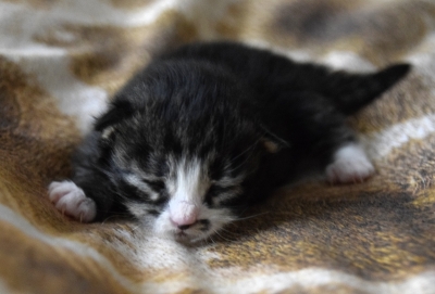 Rasia acht dagen oud siberisch kitten
