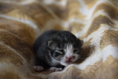 Rasia twee dagen oud siberisch kitten